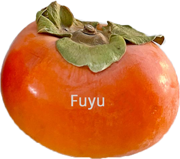 A ripe Fuyu persimmon.